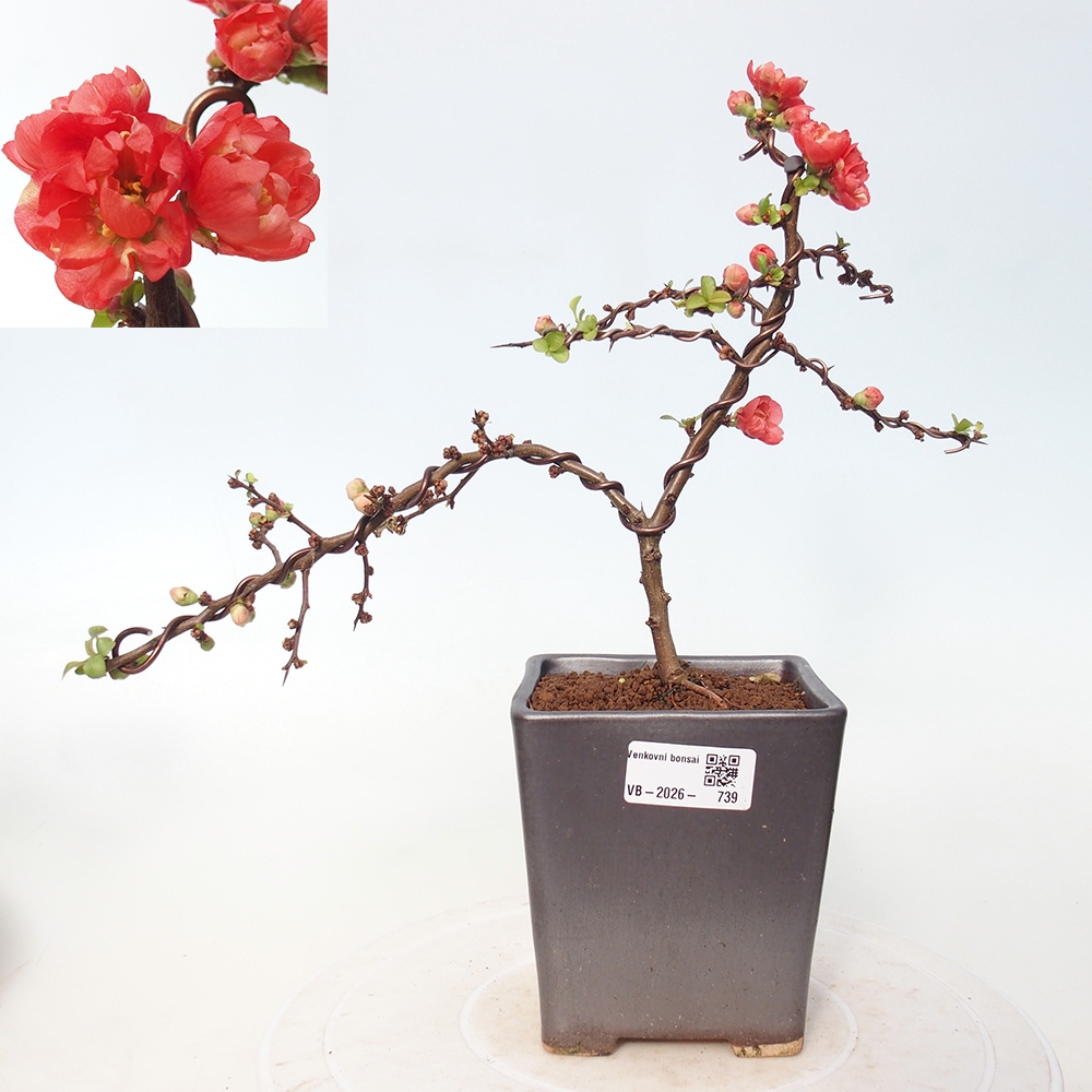Outdoor bonsai - Chaneomeles s. Red Joy - Pigwa