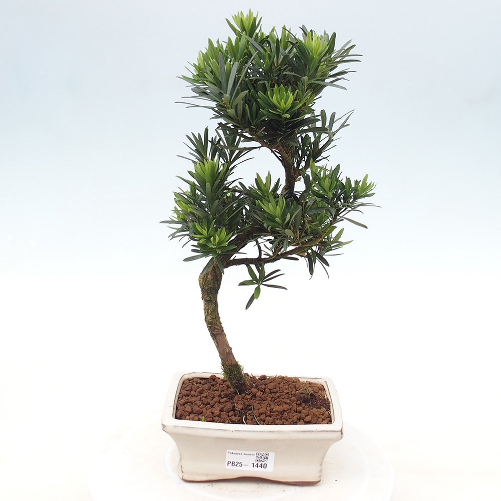 Kryty bonsai - Podocarpus - Kamień tys