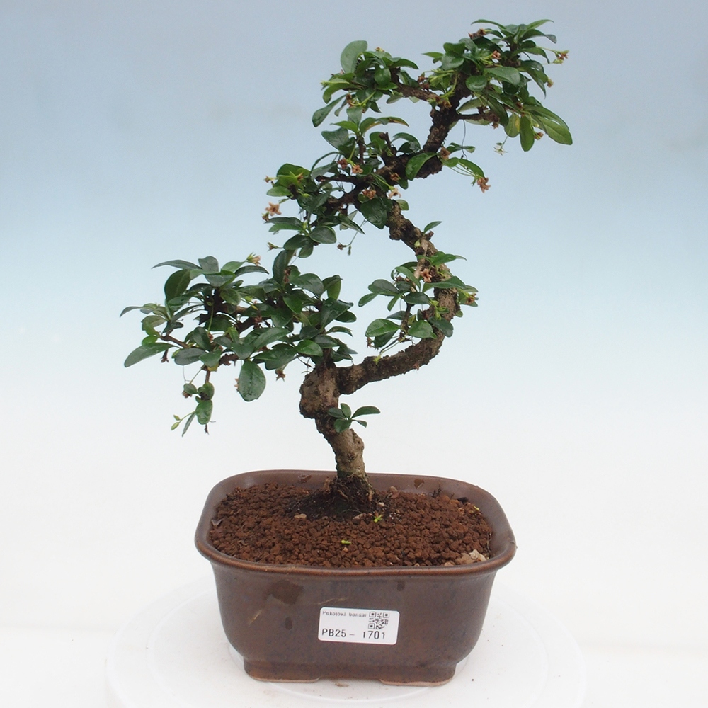 Pokój bonsai - Carmona macrophylla - Tea fuki