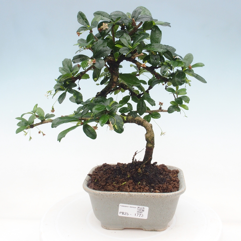 Bonsai wewnętrzne - Carmona makrophylla - Herbata Fuki