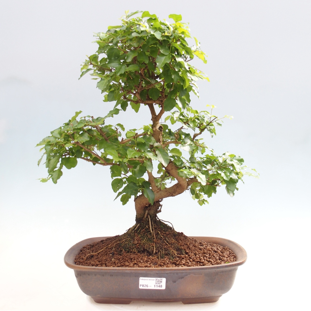 Pokój bonsai - Ligustrum chinensis - Dziób ptaka