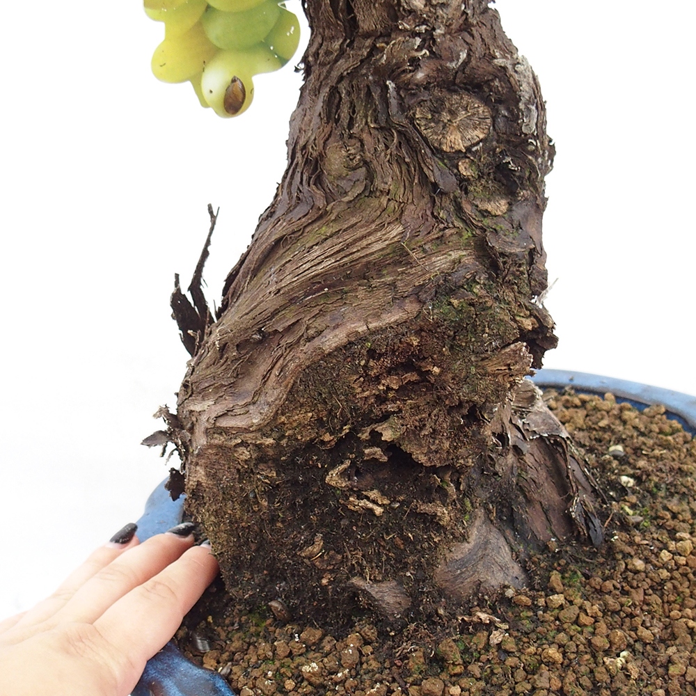 Bonsai plenerowe - Vitis vinnifera MUSKAT ITALIA  - Winorośl