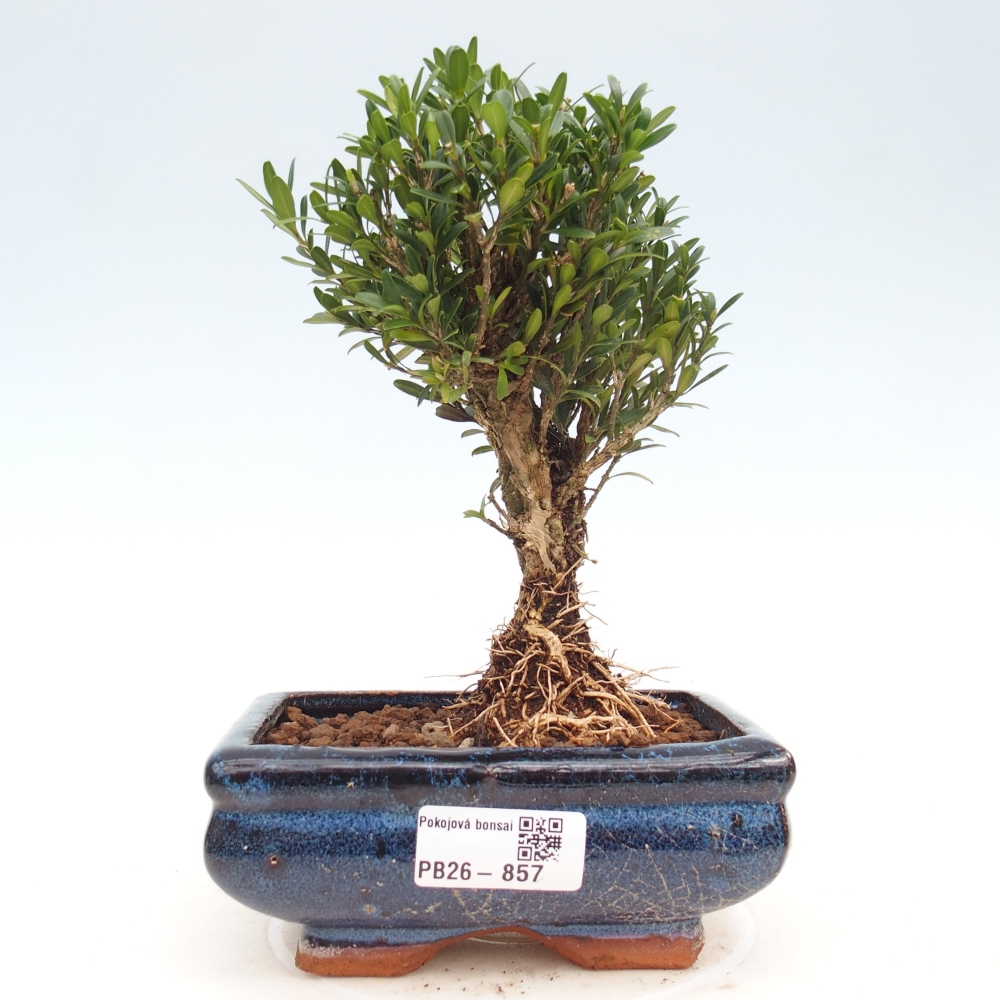 Pokój bonsai - Buxus harlandii - buxus korkowy
