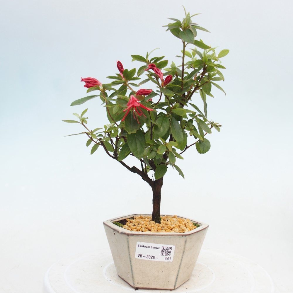 Outdoor bonsai - Azalia japońska - Azalea sp.