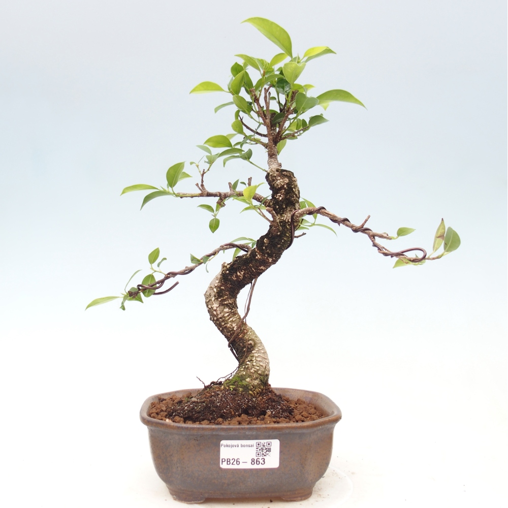 Pokój bonsai - Ficus retusa - figowiec drobnolistny