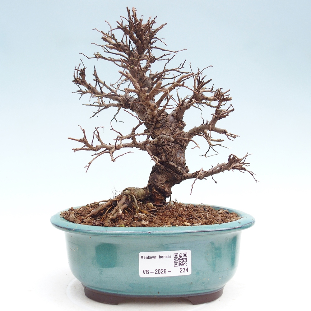 Bonsai zewnętrzne - Zelkova - Zelkova NIRE
