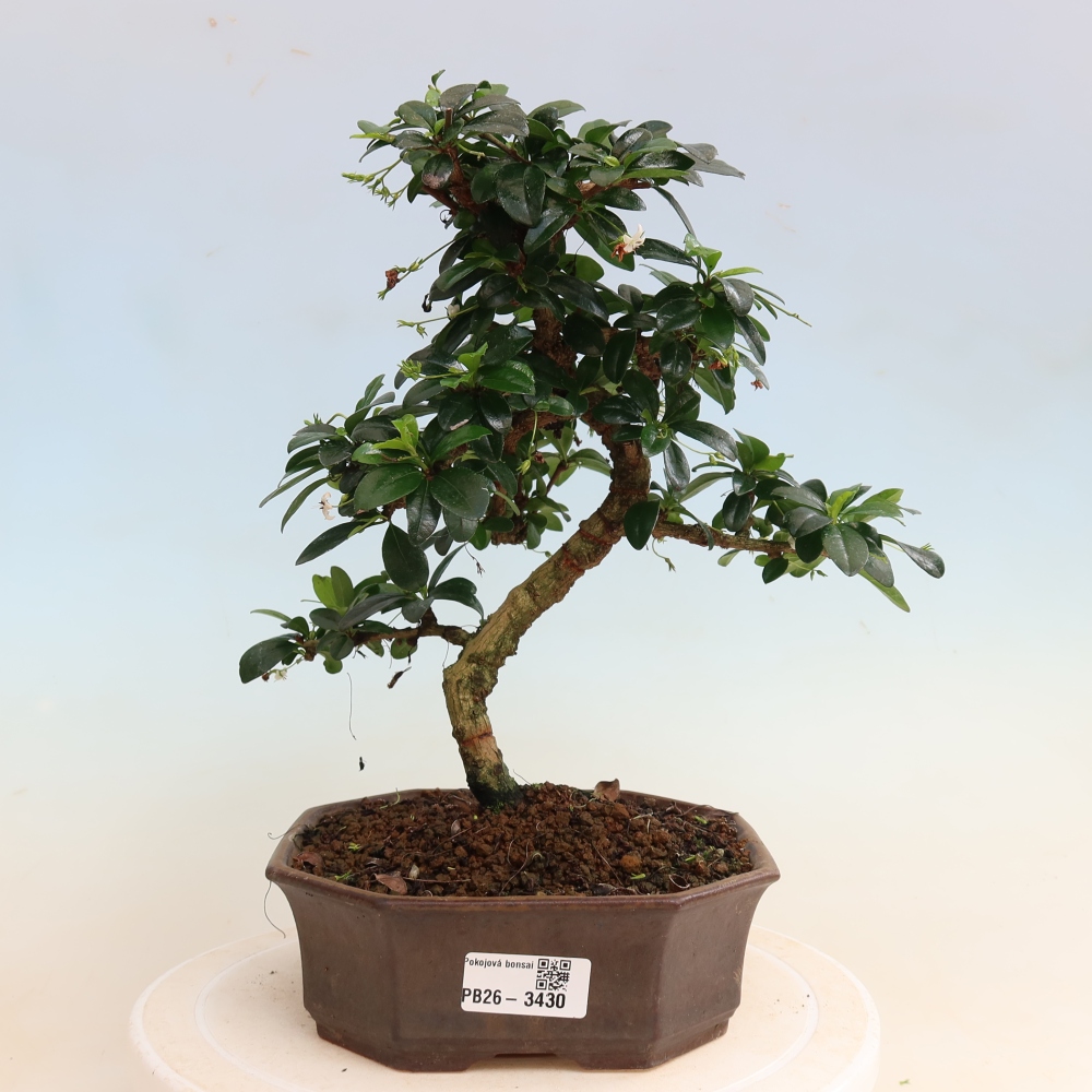 Bonsai pokojowe - Carmona macrophylla - Tea fuki
