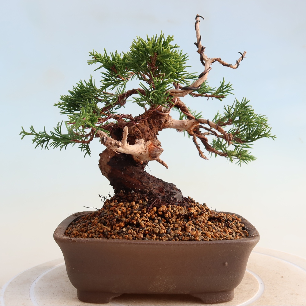 Outdoor bonsai - Juniperus chinensis Itoigawa - Jałowiec chiński