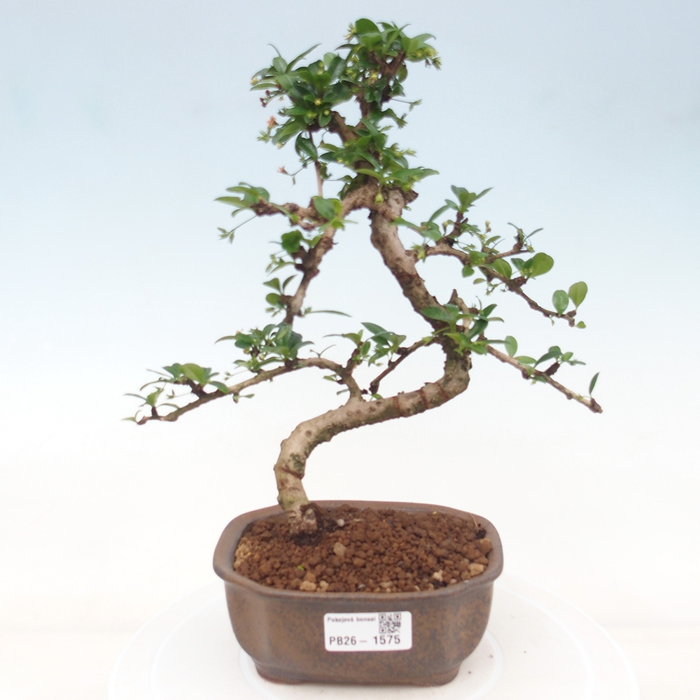Bonsai pokojowe - Carmona macrophylla - Tea fuki