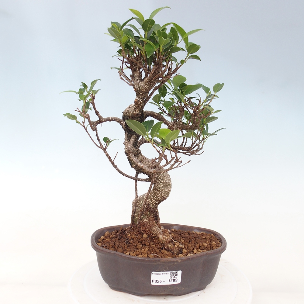 Pokój bonsai - Ficus retusa - figowiec drobnolistny