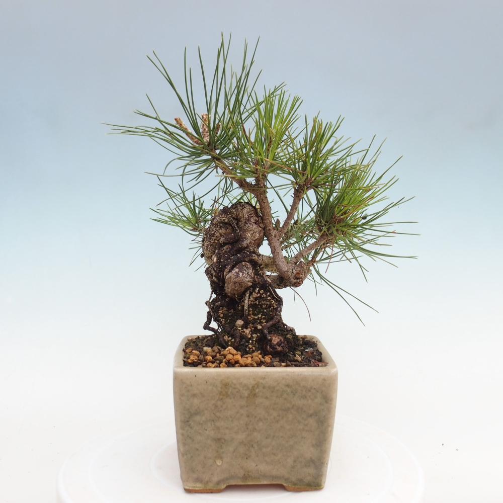Bonsai ogrodowe - Pinus thunbergii - Sosna Thunbergia