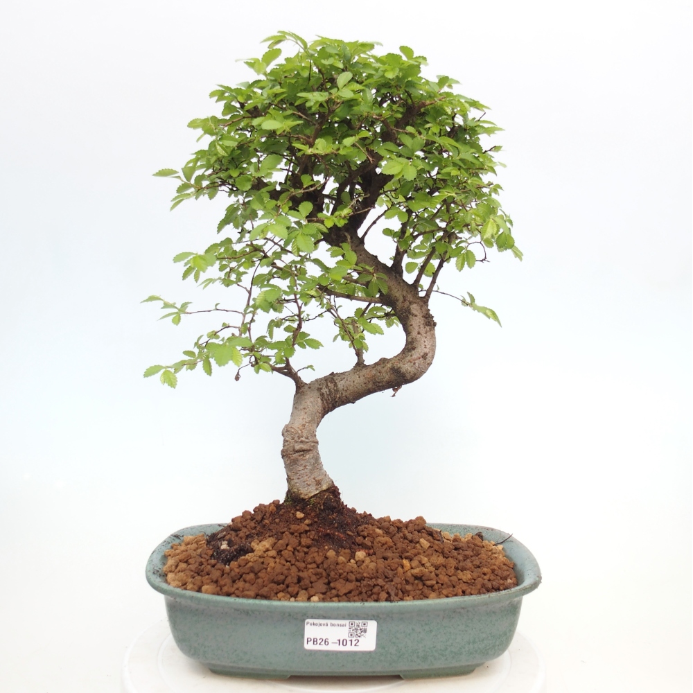 Pokój bonsai - Ulmus parvifolia - Wiąz drobnolistny