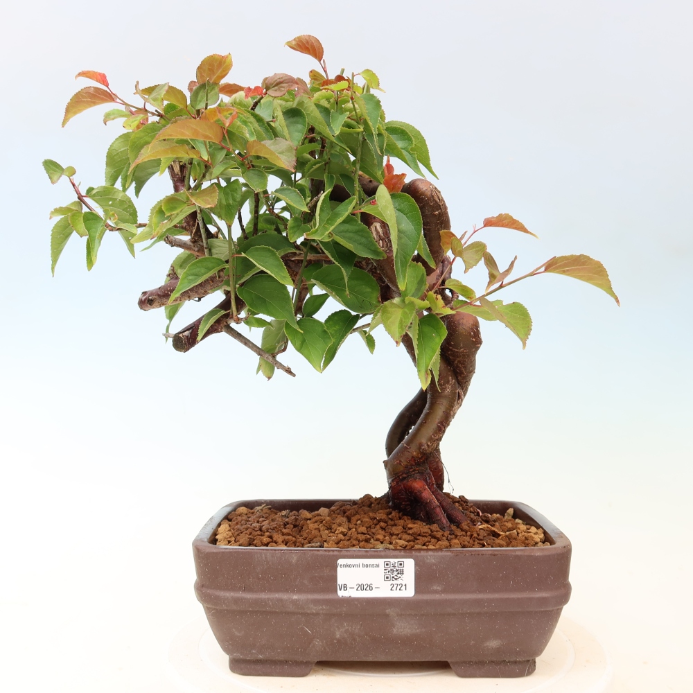 Bonsai ogrodowe – japońska śliwka – Prunus Mume