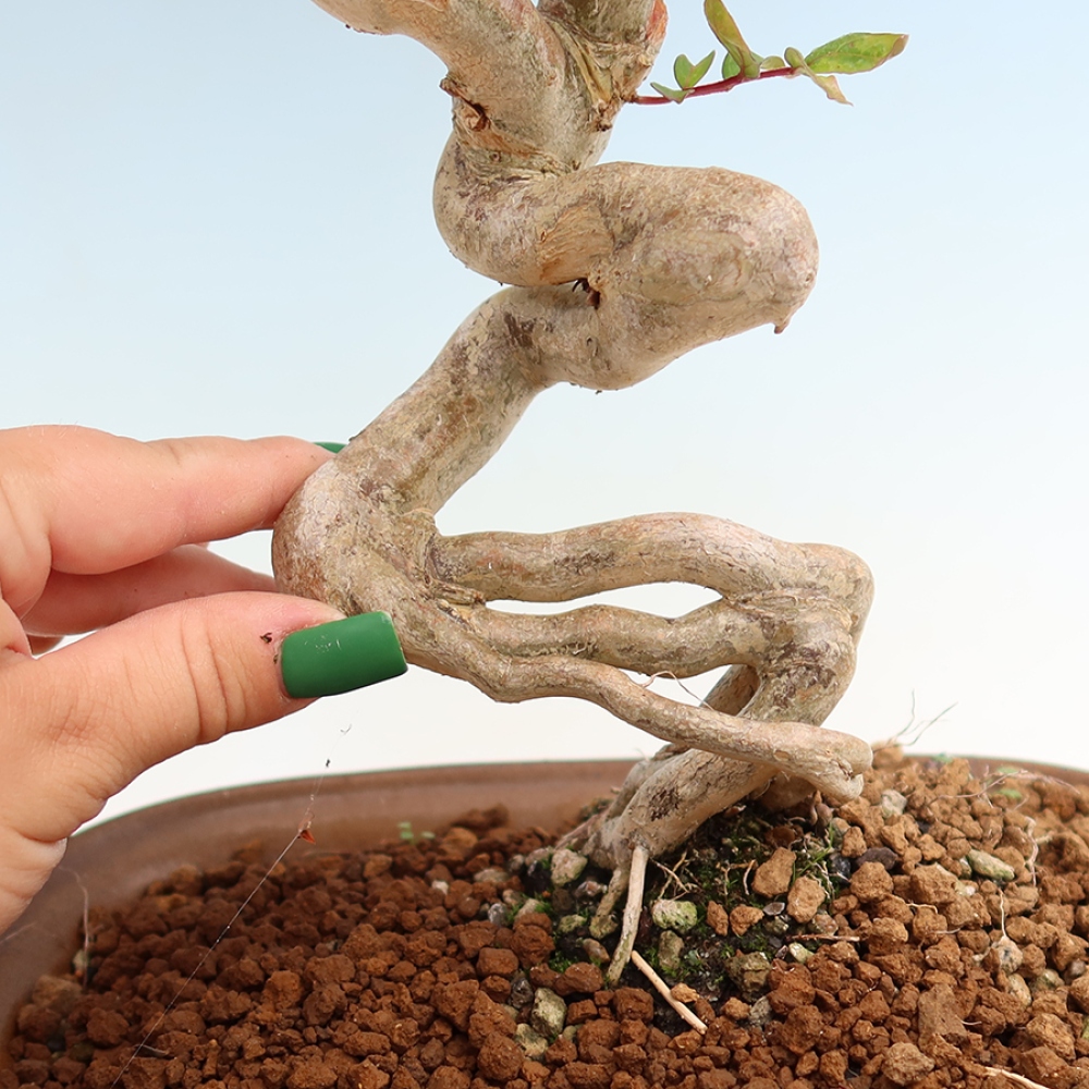 Bonsai pokojowe – Lagerstroemia indica – bz indyjski