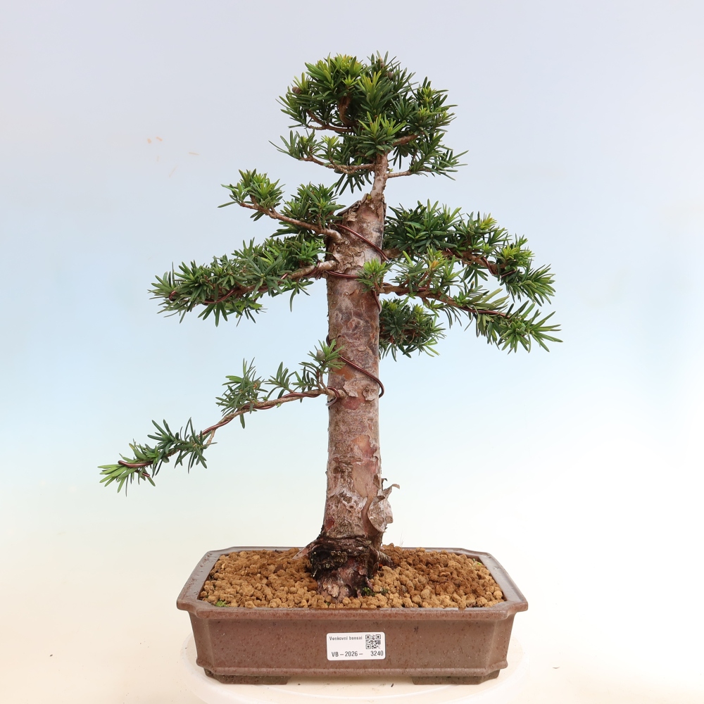 Bonsai ogrodowe – Taxus cuspidata – cis japoński