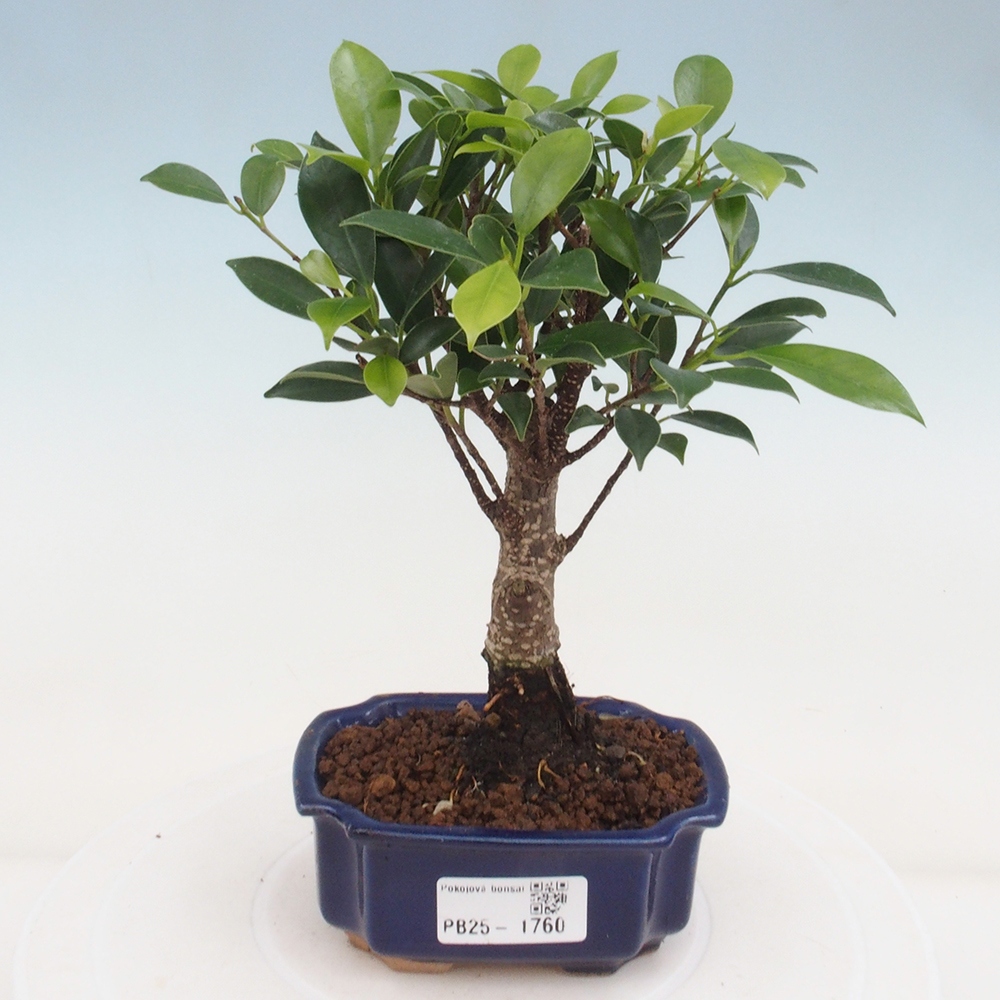 Pokojová bonsai - Ficus retusa - malolistý fíkus