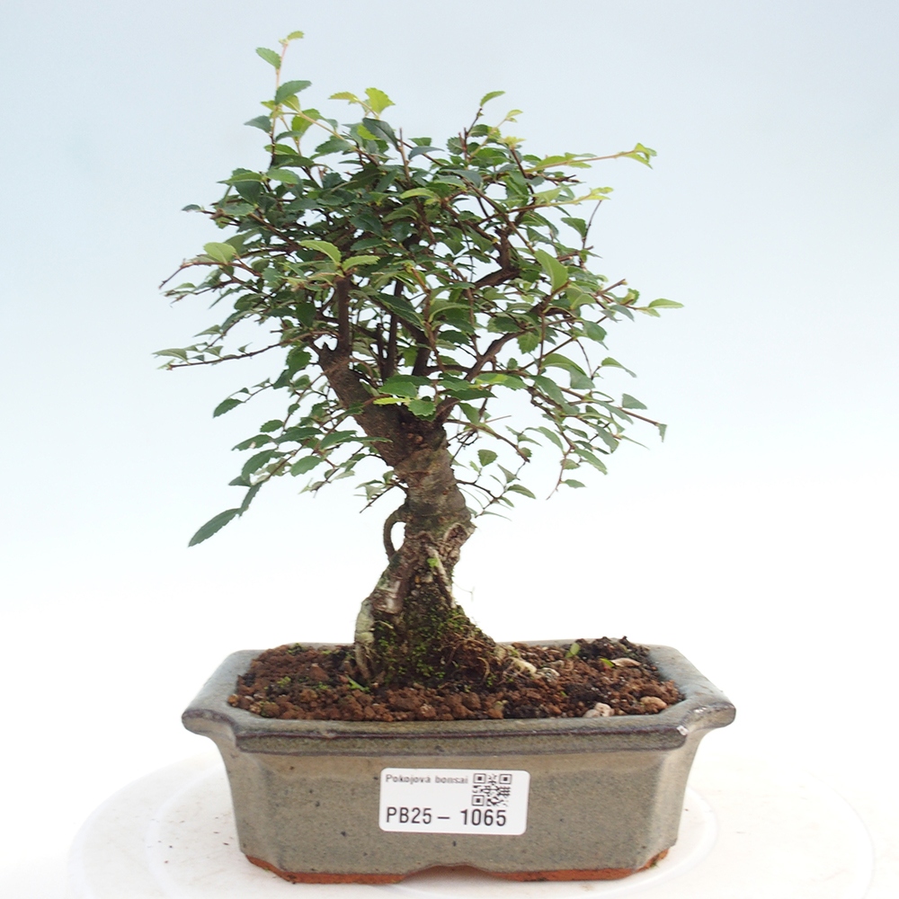 Bonsai wewnętrzne - Ulmus parvifolia - Wiąz drobnolistny