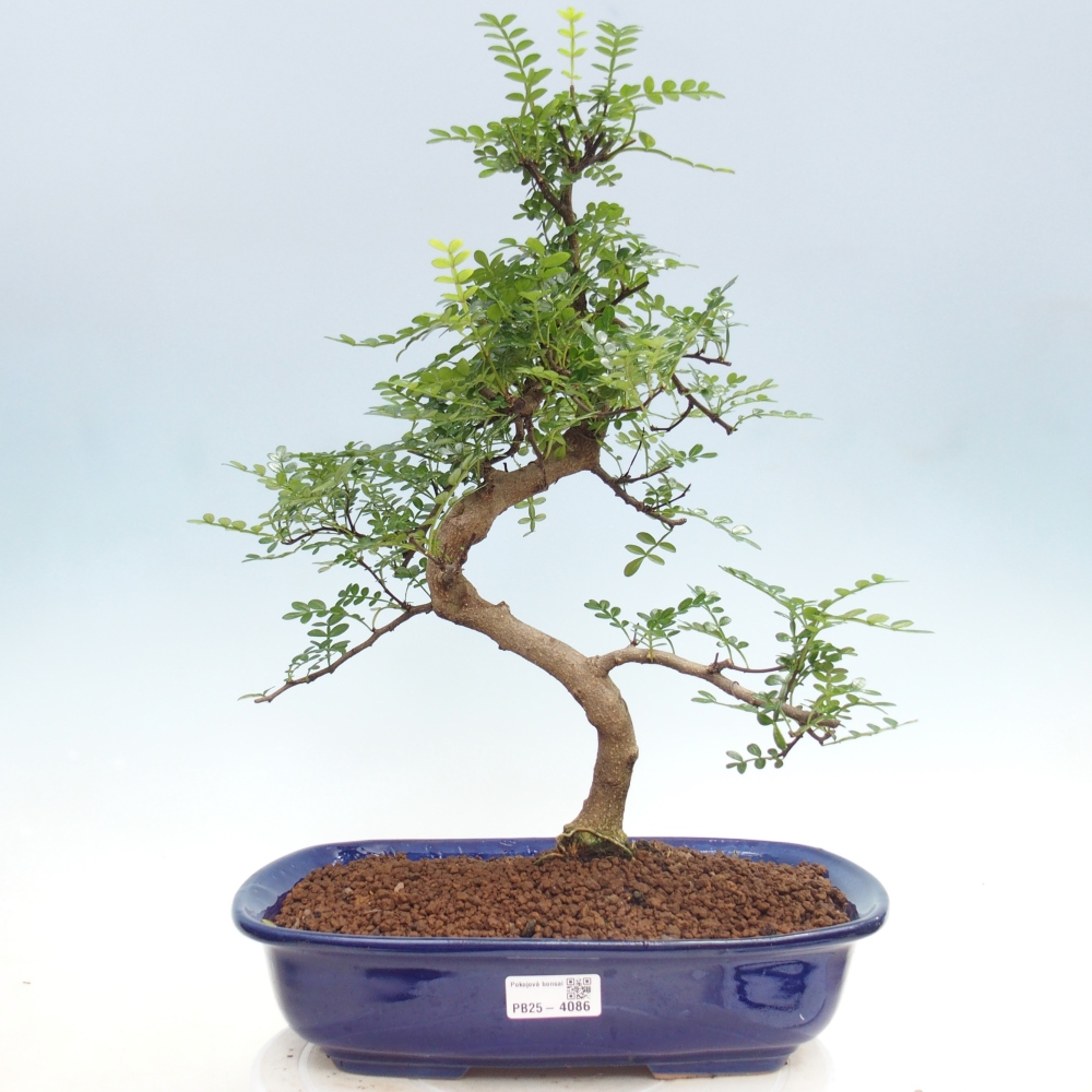 Pokój bonsai - Zantoxylum piperitum - drzewo pieprzowe
