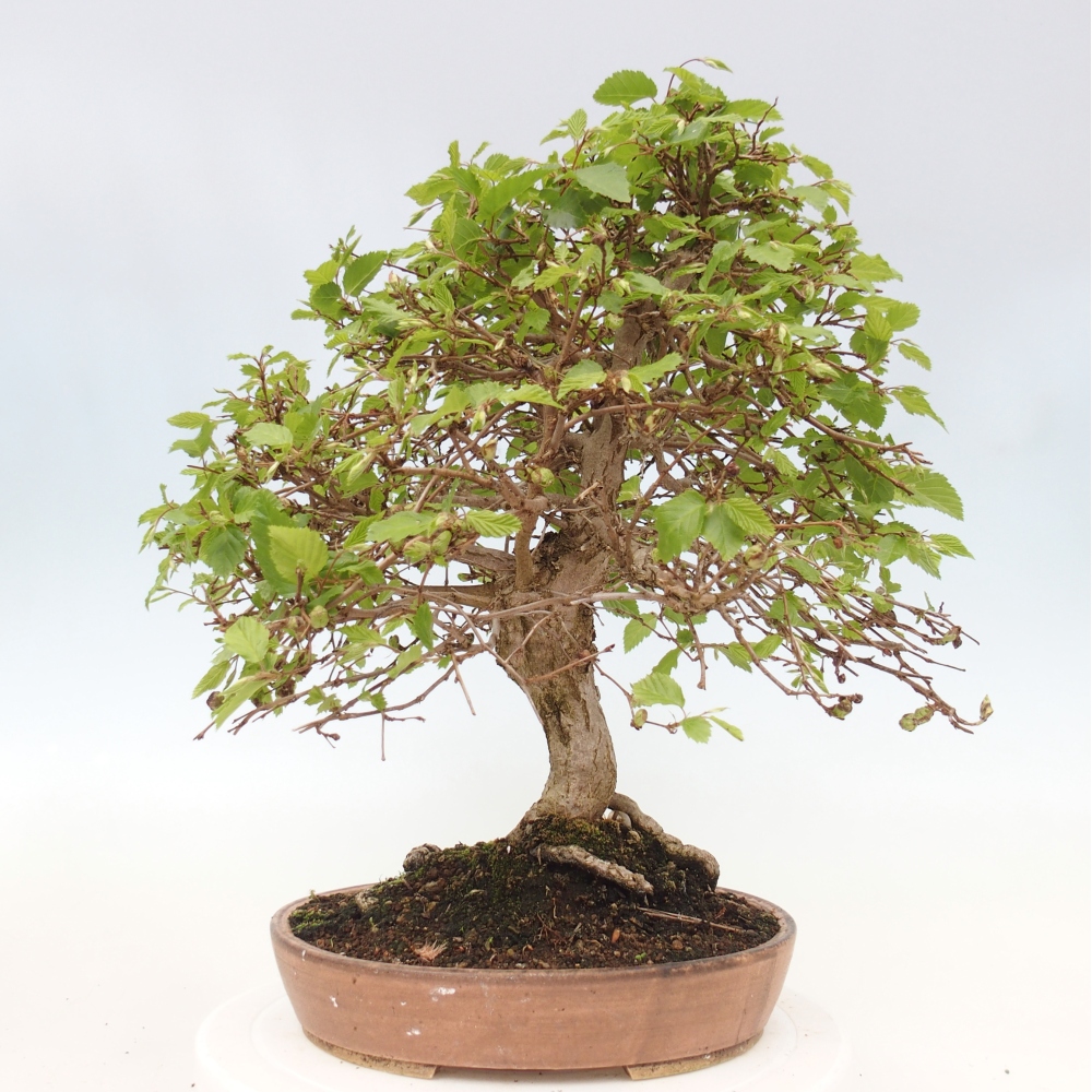Outdoor bonsai - Carpinus CARPINOIDES - grab koreański