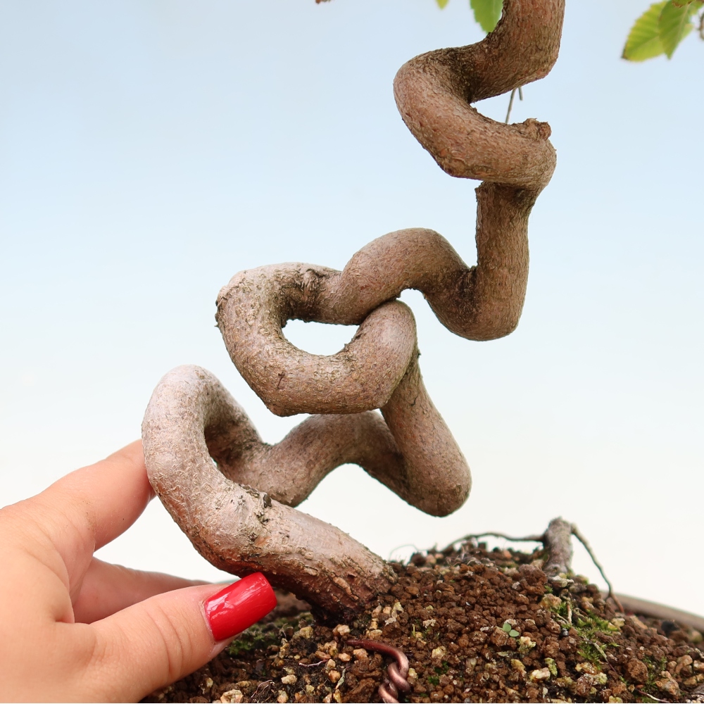 Outdoor bonsai - Carpinus coreana - grab koreański