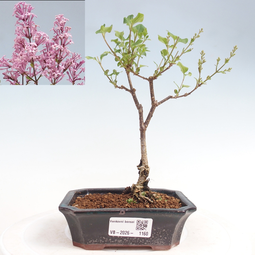 Outdoor bonsai - Syringa Meyeri Palibin - Lilak Meyera