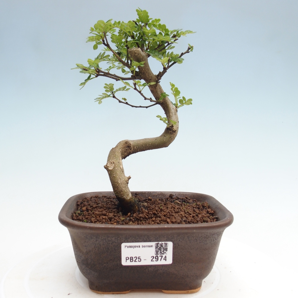 Bonsai do wnętrz - Zantoxylum piperitum - Mięta pieprzowa