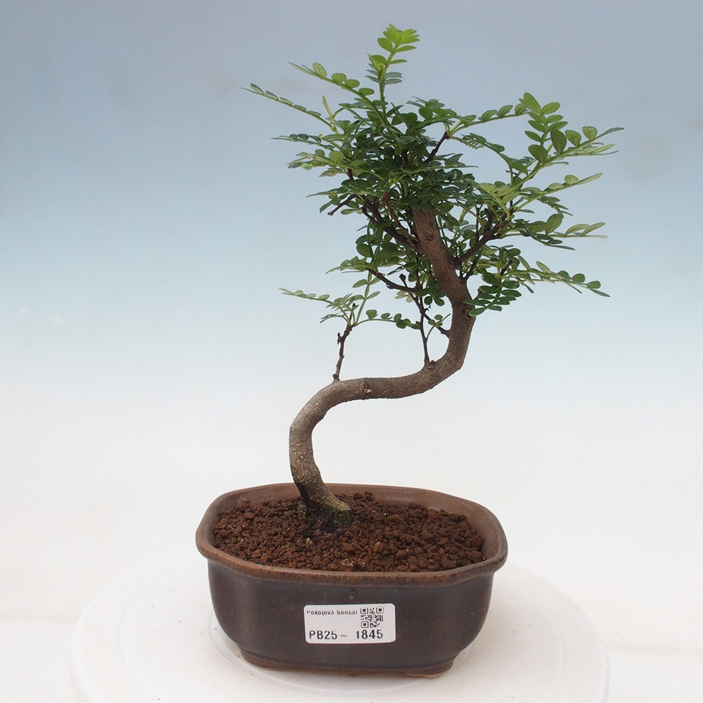 Kryty bonsai - Zantoxylum piperitum - Mięta pieprzowa
