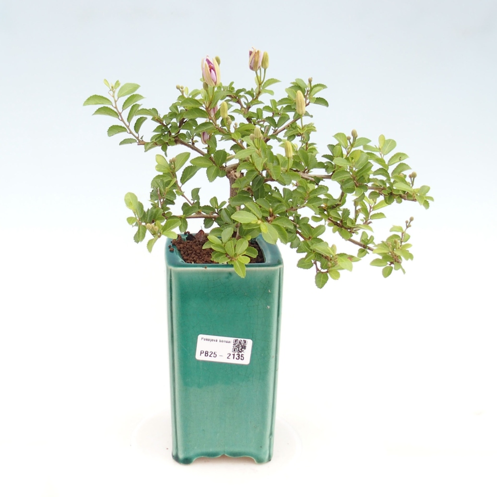 Kryty bonsai - Grewia occidentalis - Lawendowa gwiazda