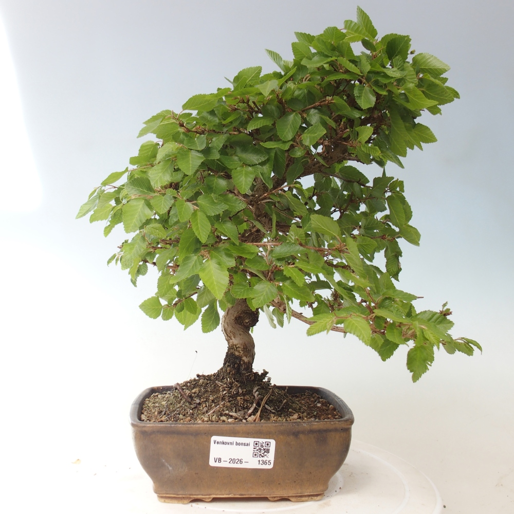Outdoor bonsai - Carpinus CARPINOIDES - grab koreański