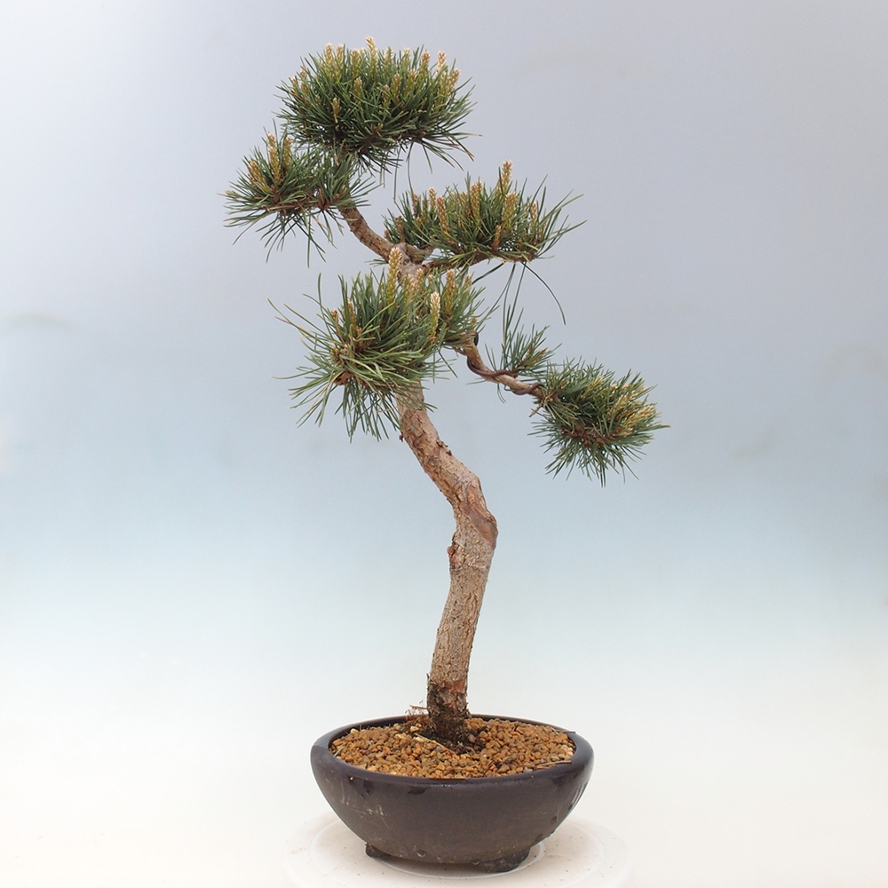 Outdoor bonsai - Pinus Sylvestris - sosna zwyczajna