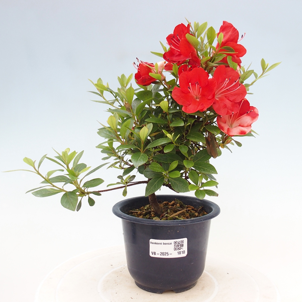 Bonsai zewnętrzne - Azalia japońska - Azalia Benibeni