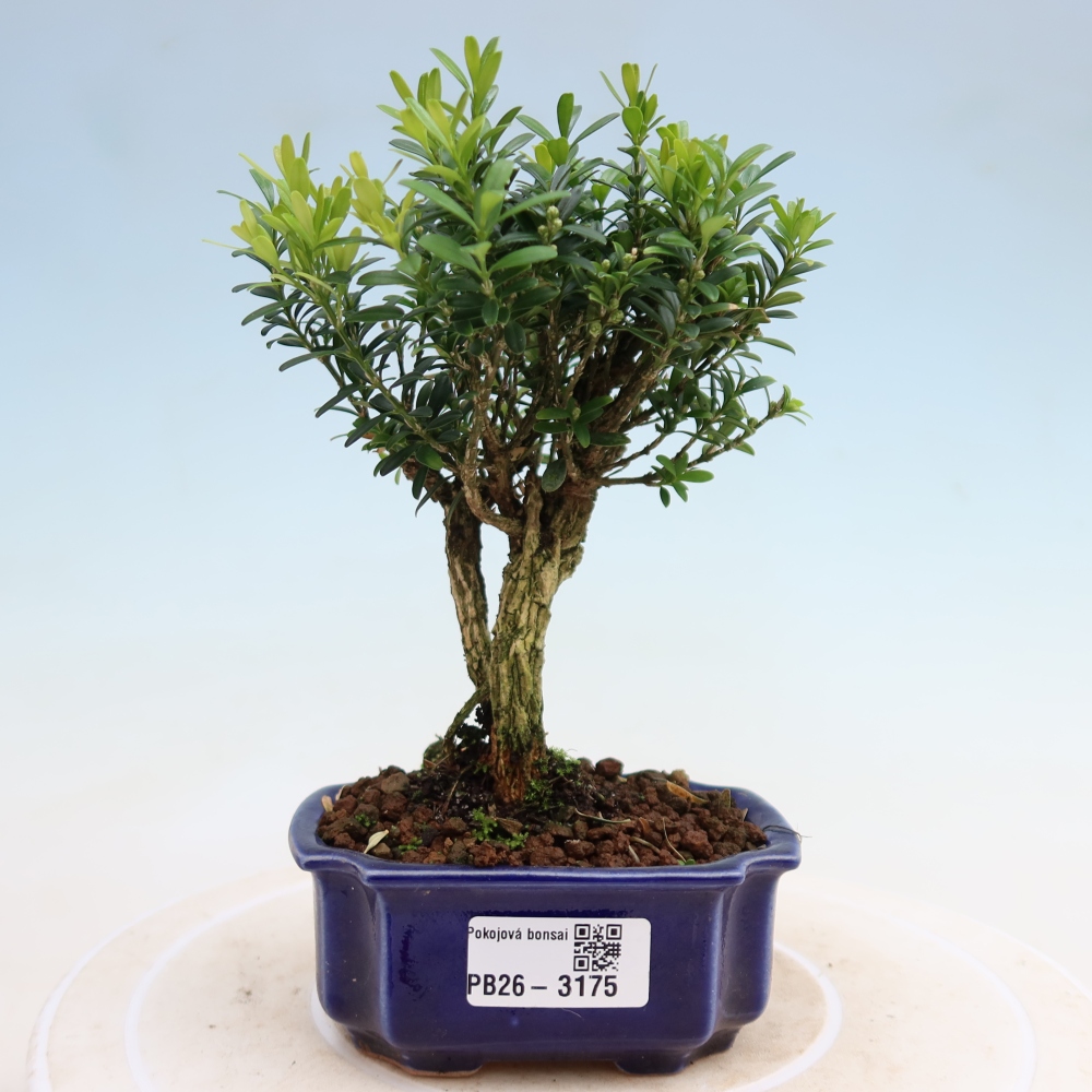 Pokój bonsai - Buxus harlandii - buxus korkowy