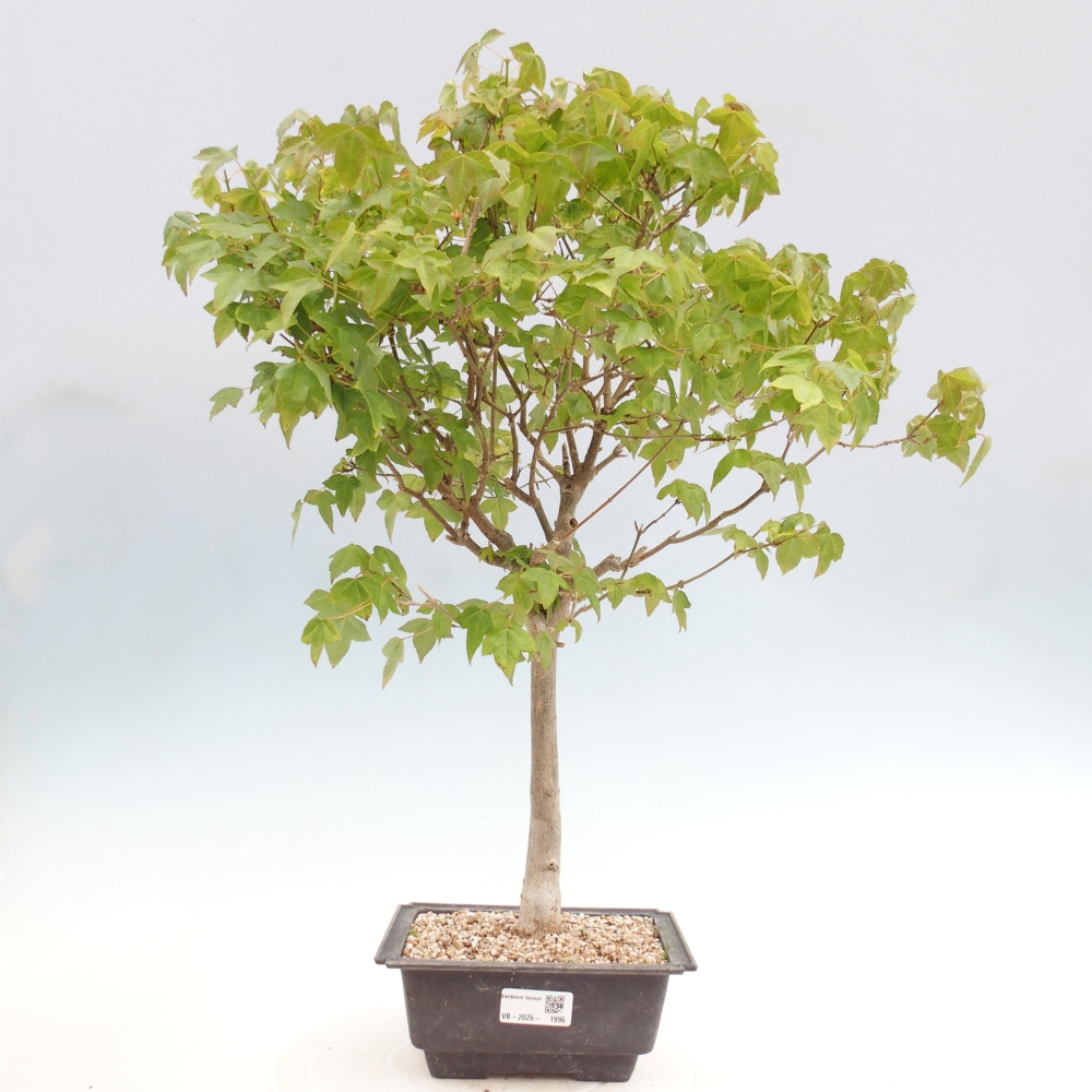 Outdoor bonsai - Acer Buergerianum - Klon Burger