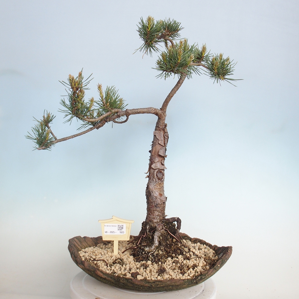 Outdoor bonsai - Pinus Sylvestris - sosna zwyczajna