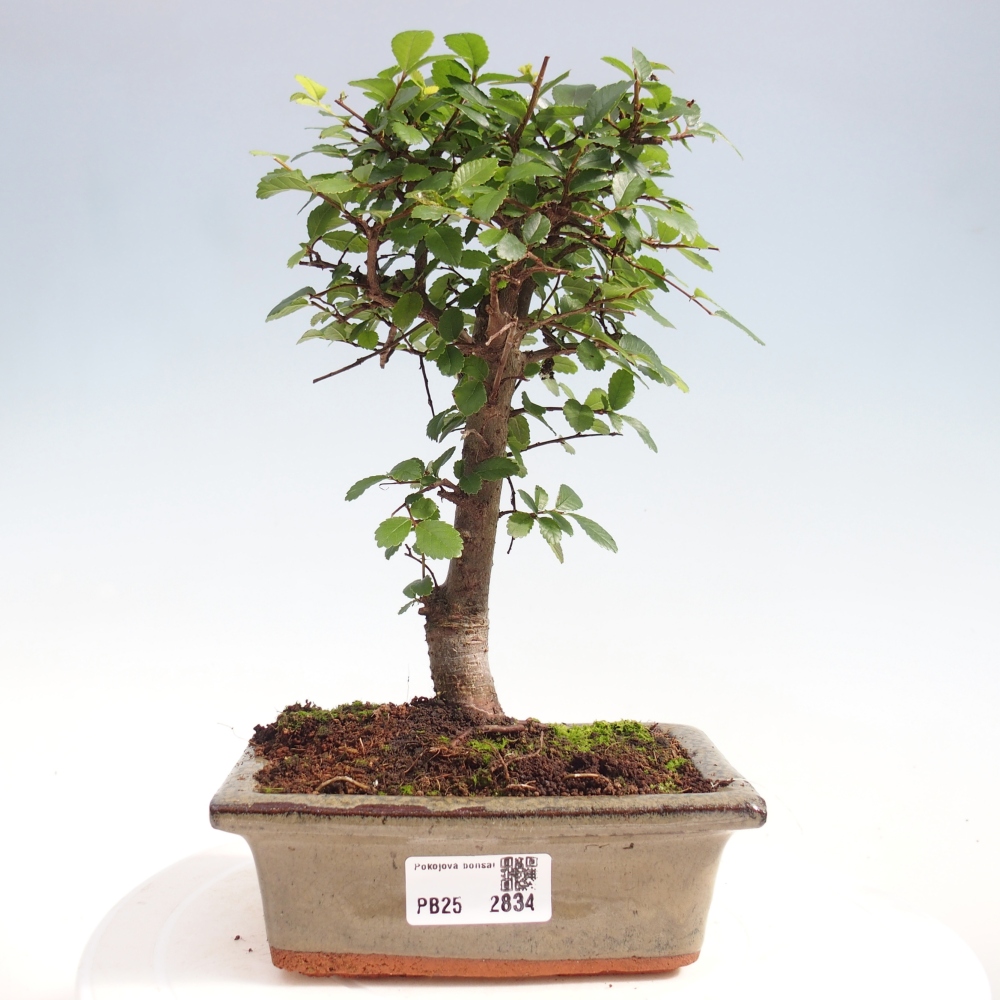 Kryty bonsai - Ulmus parvifolia - Wiąz drobnolistny