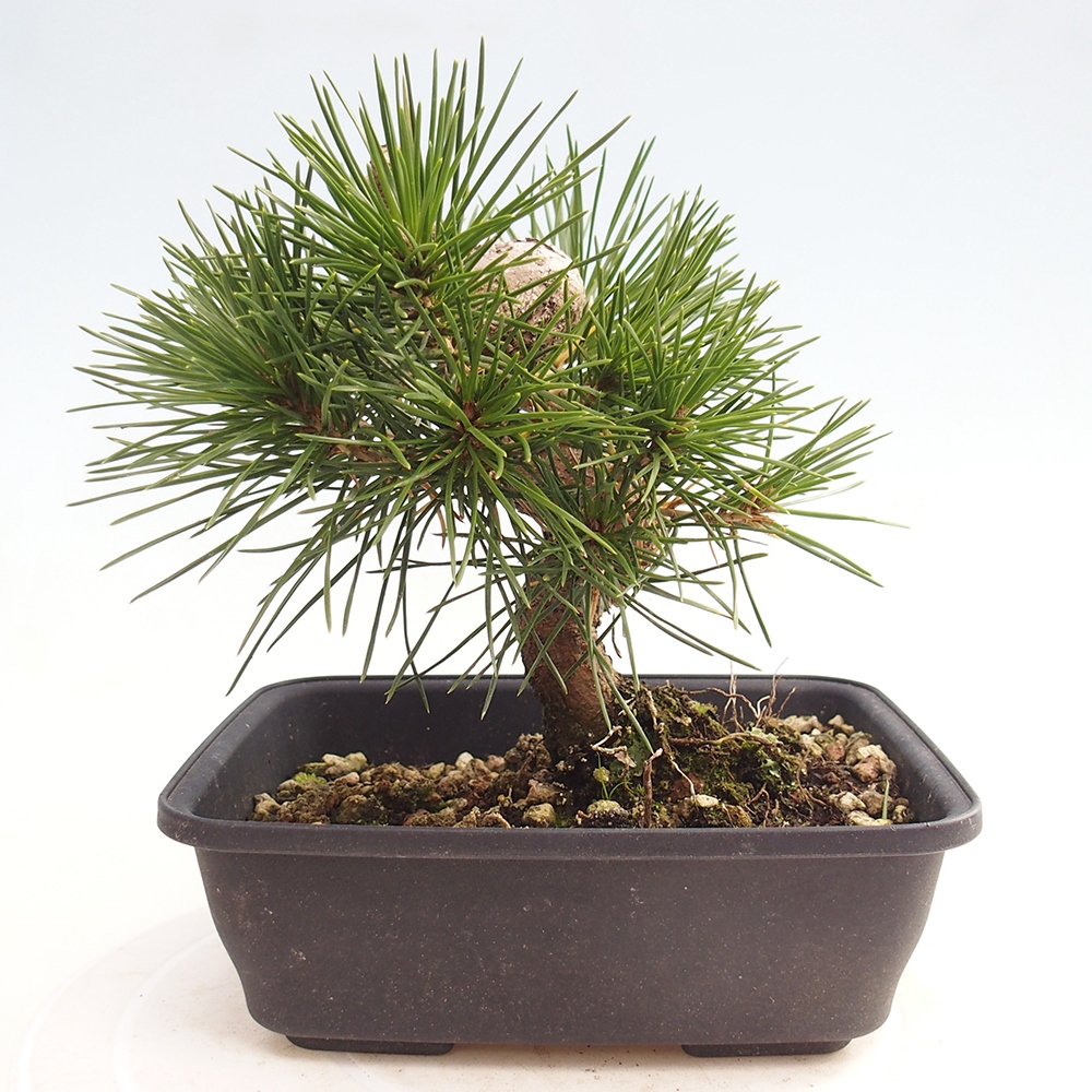 Outdoor bonsai - Pinus thunbergii - sosna Thunberga