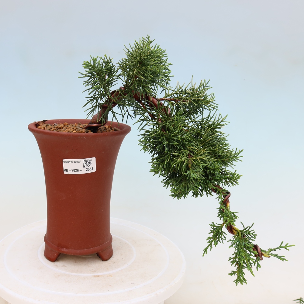 Outdoor bonsai - Juniperus chinensis Kishu