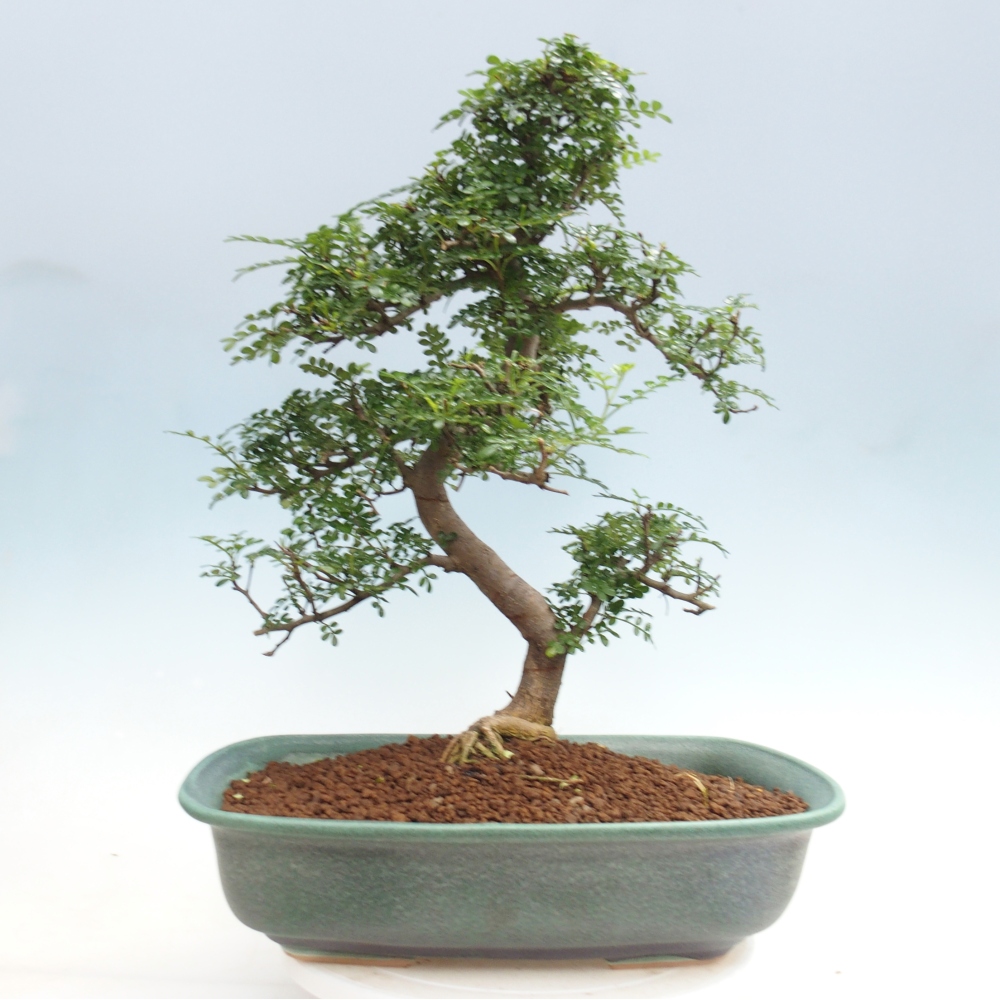 Pokój bonsai - Zantoxylum piperitum - drzewo pieprzowe