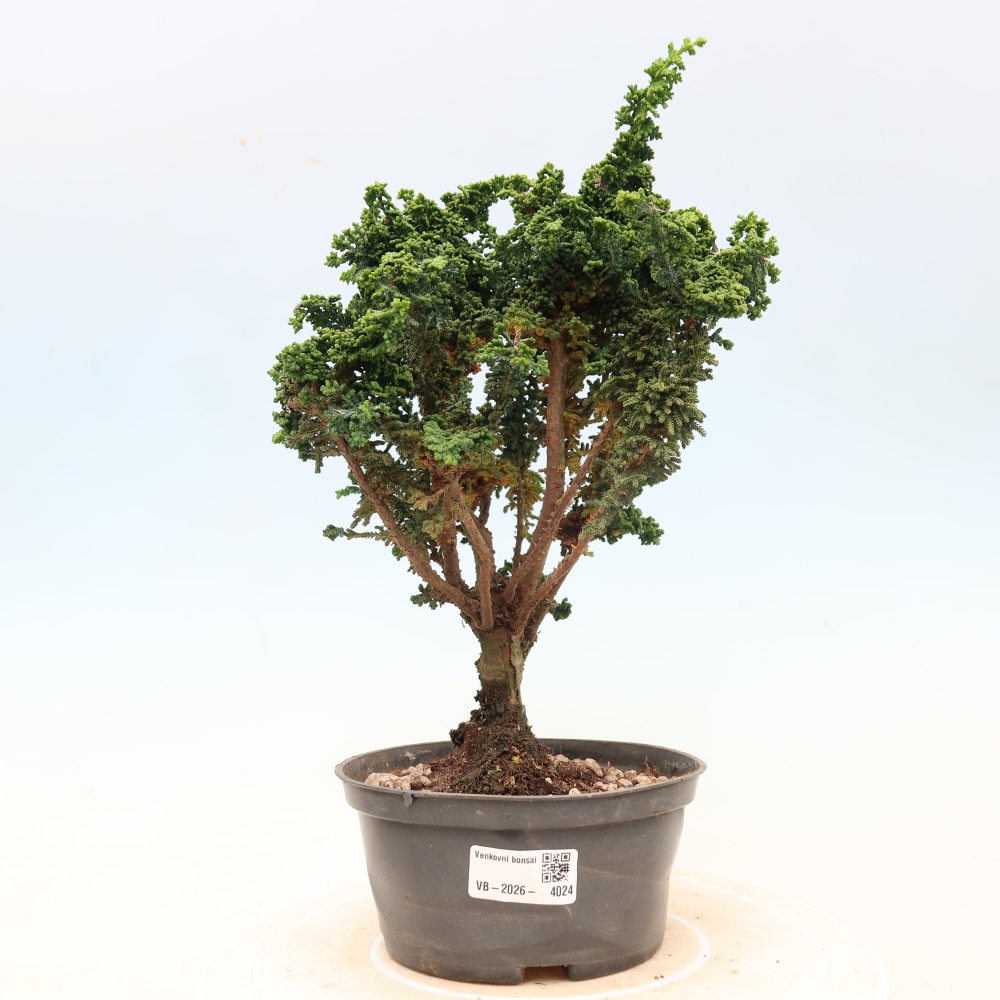 Bonsai zewnętrzne - Cham. obtusa SEKKA HINOKI - Cyprys