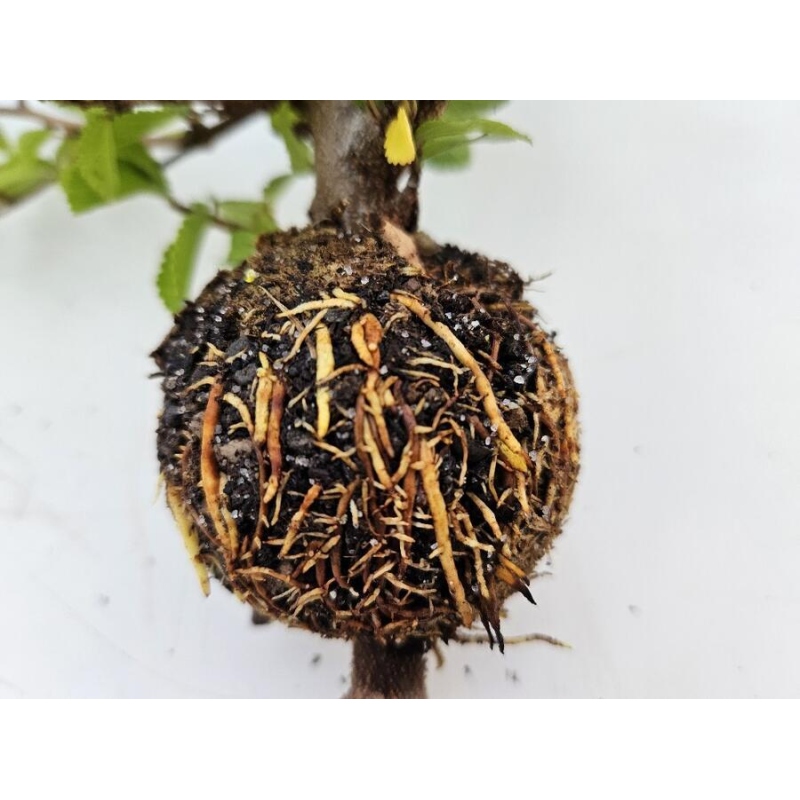 Kule 12 cm przezroczyste 100 szt.