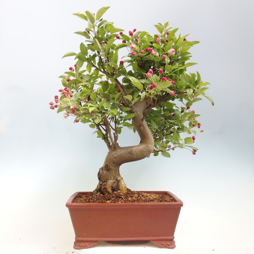 Outdoor bonsai - Malus halliana - Jabłoń drobnoowocowa