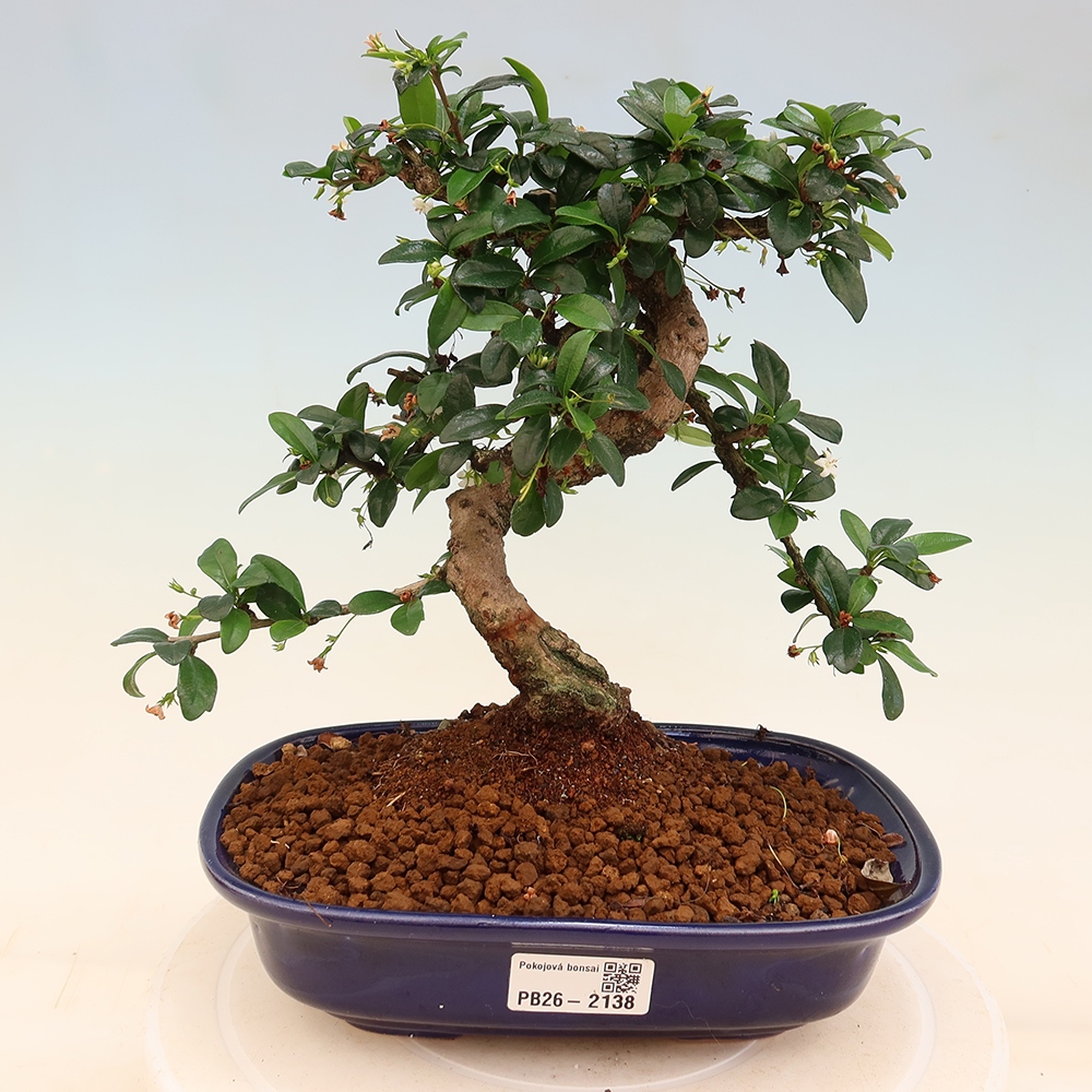 Bonsai pokojowe - Carmona macrophylla - Tea fuki