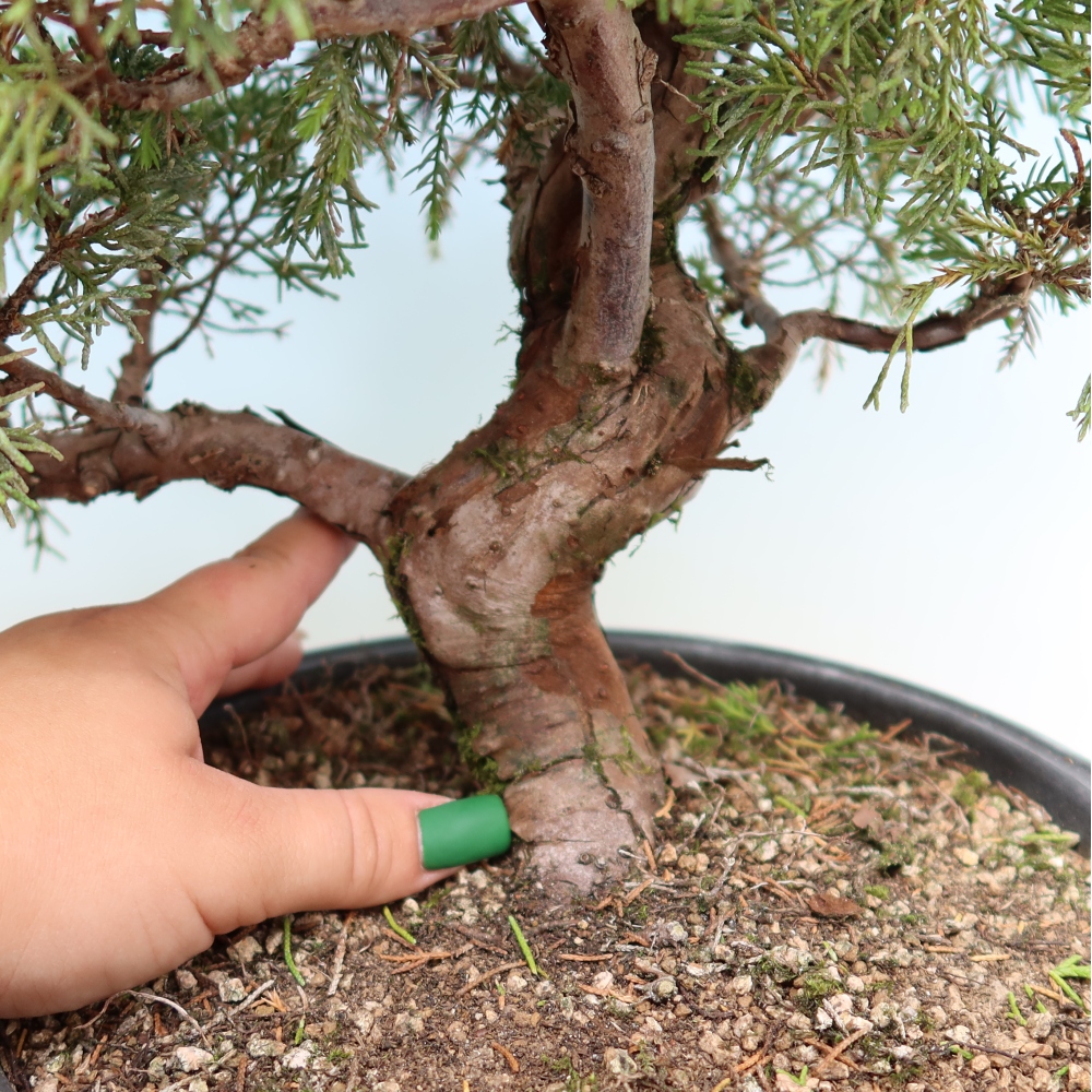 Bonsai ogrodowe – Juniperus chinensis Itoigawa – jałowiec chiński