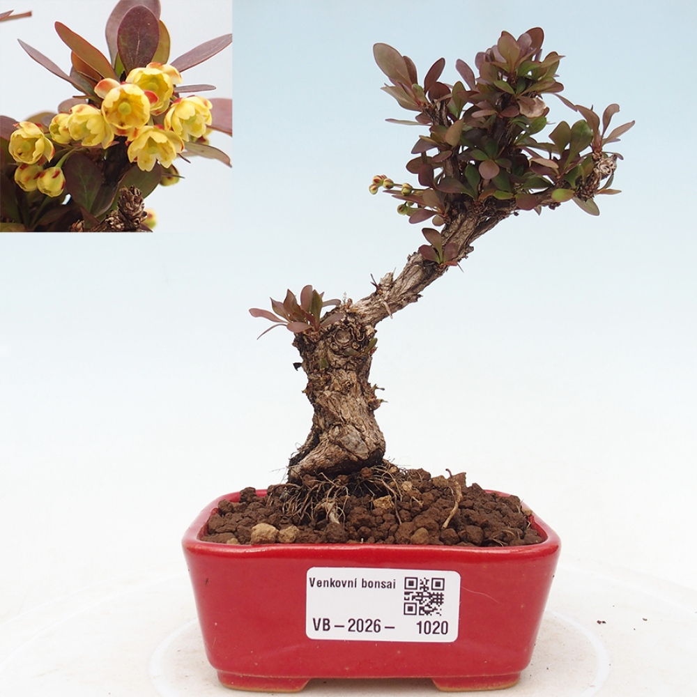 Bonsai zewnętrzne - Berberis Thunbergii Bagatelle