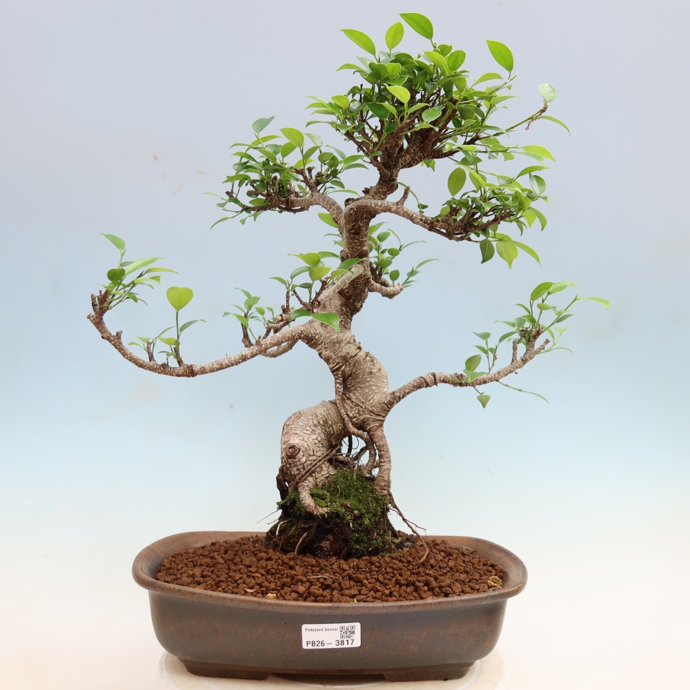 Pokój bonsai - Ficus kimmen - figowiec drobnolistny