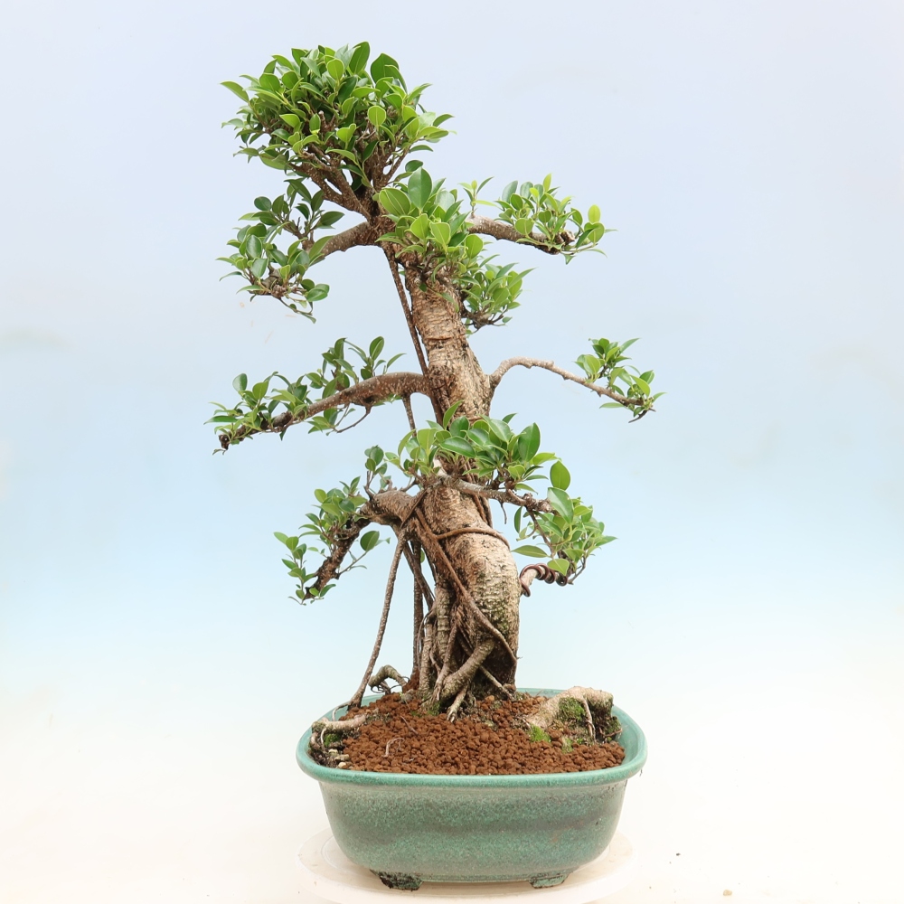 Pokój bonsai - Ficus kimmen - figowiec drobnolistny