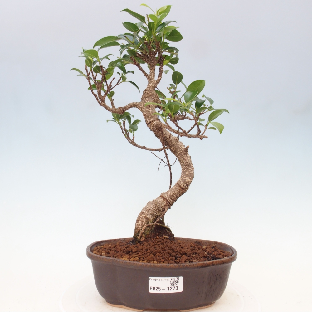 Kryty bonsai - Ficus retusa - figowiec drobnolistny