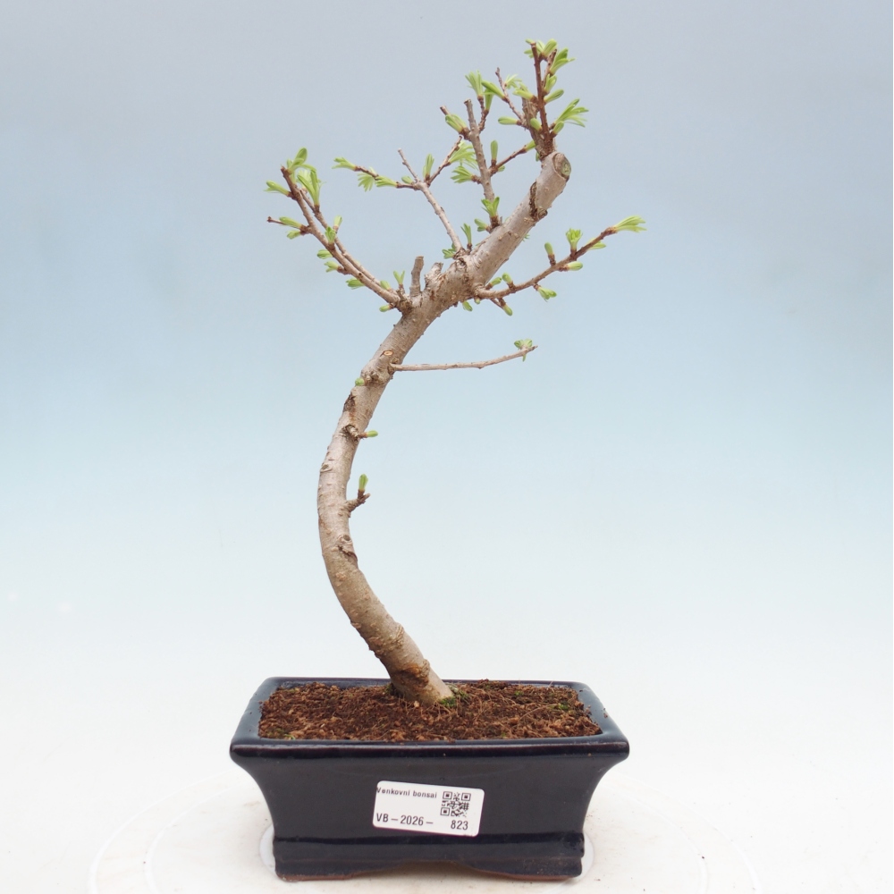 Bonsai zewnętrzne - Pseudolarix amabis-Pseudolarix amabis