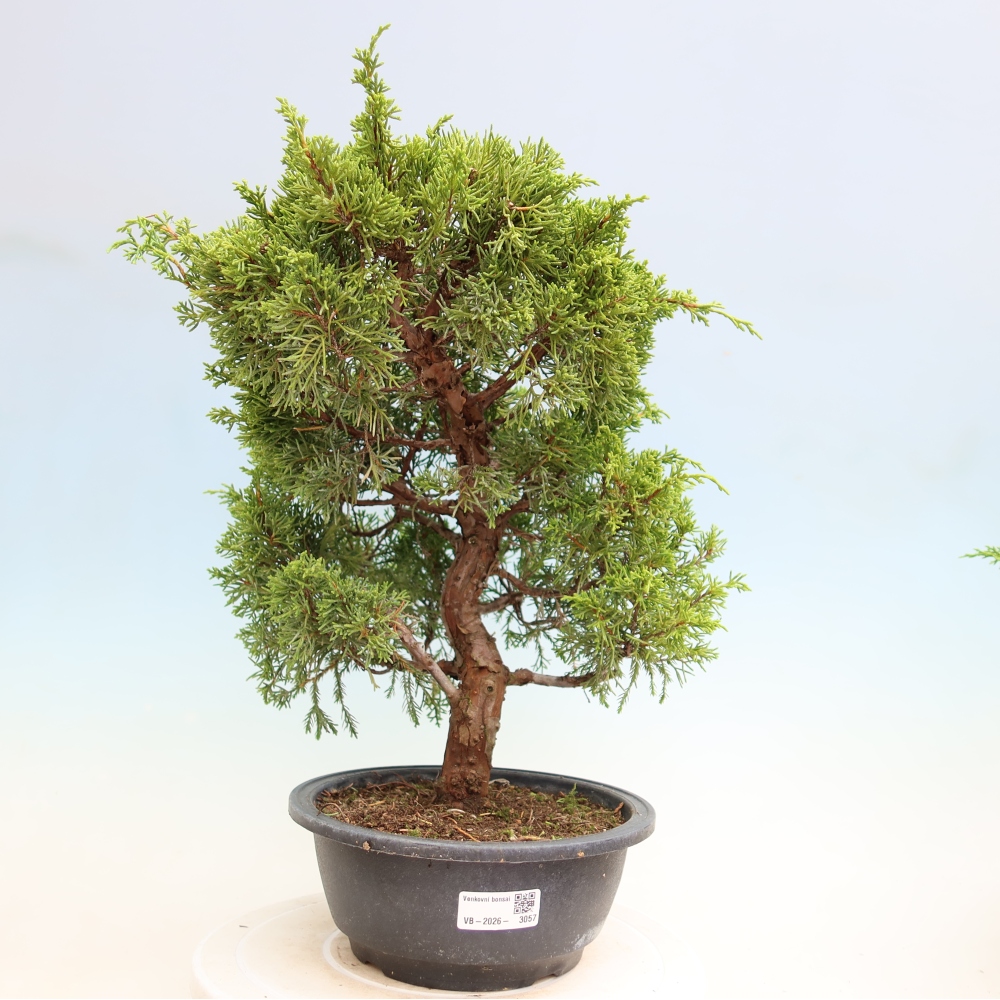 Bonsai ogrodowe – Juniperus chinensis Itoigawa – jałowiec chiński