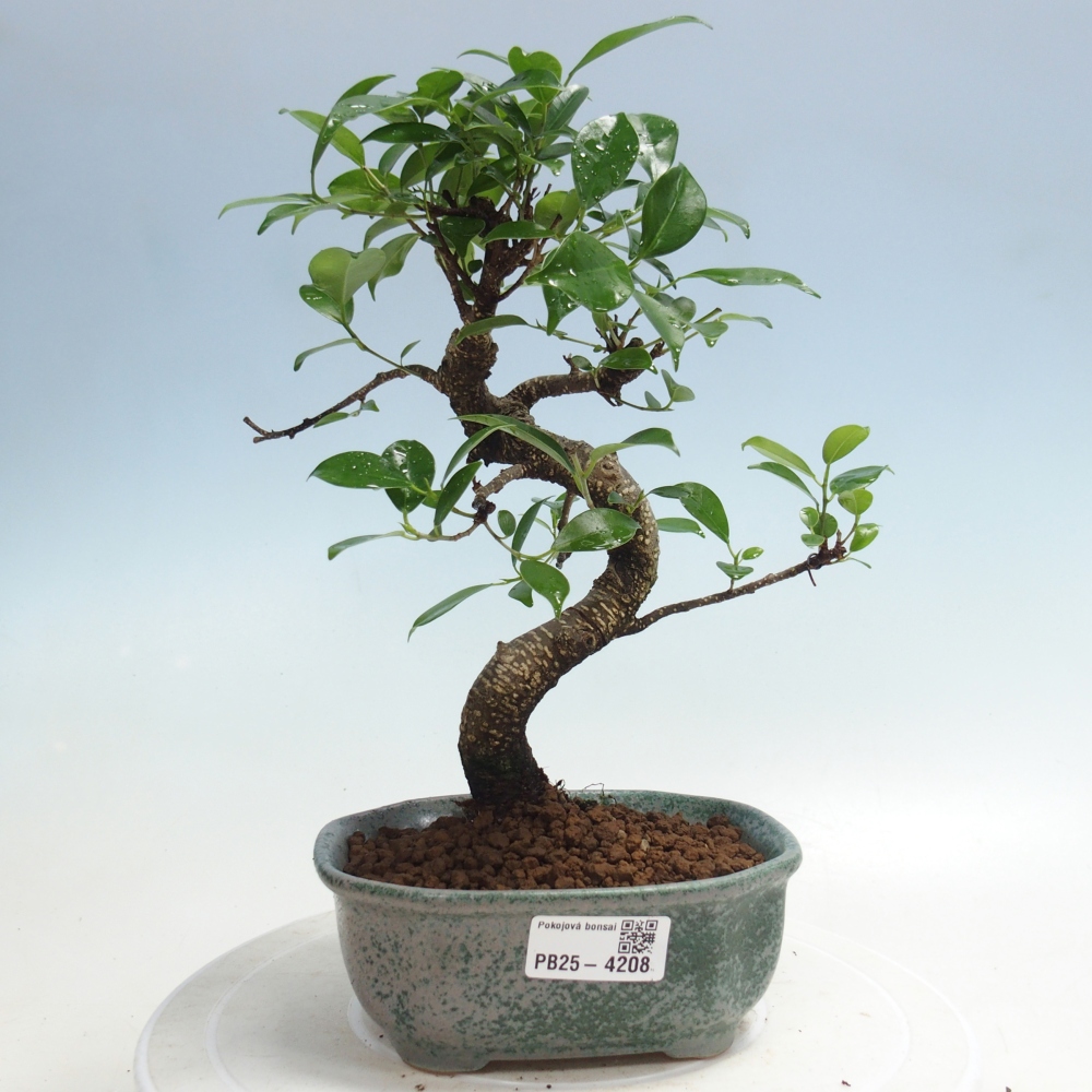Pokój bonsai - Ficus retusa - figowiec drobnolistny
